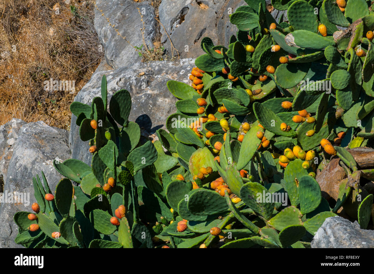 In Europa, in Grecia, Peloponneso, Nafplio, città, palamidi, castello Foto Stock