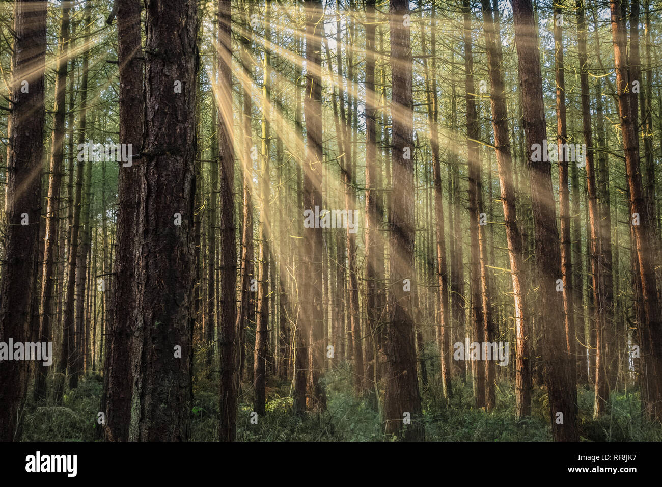 Primi raggi del sole in Thieve il legno nel Nottinghamshire. Foto Stock