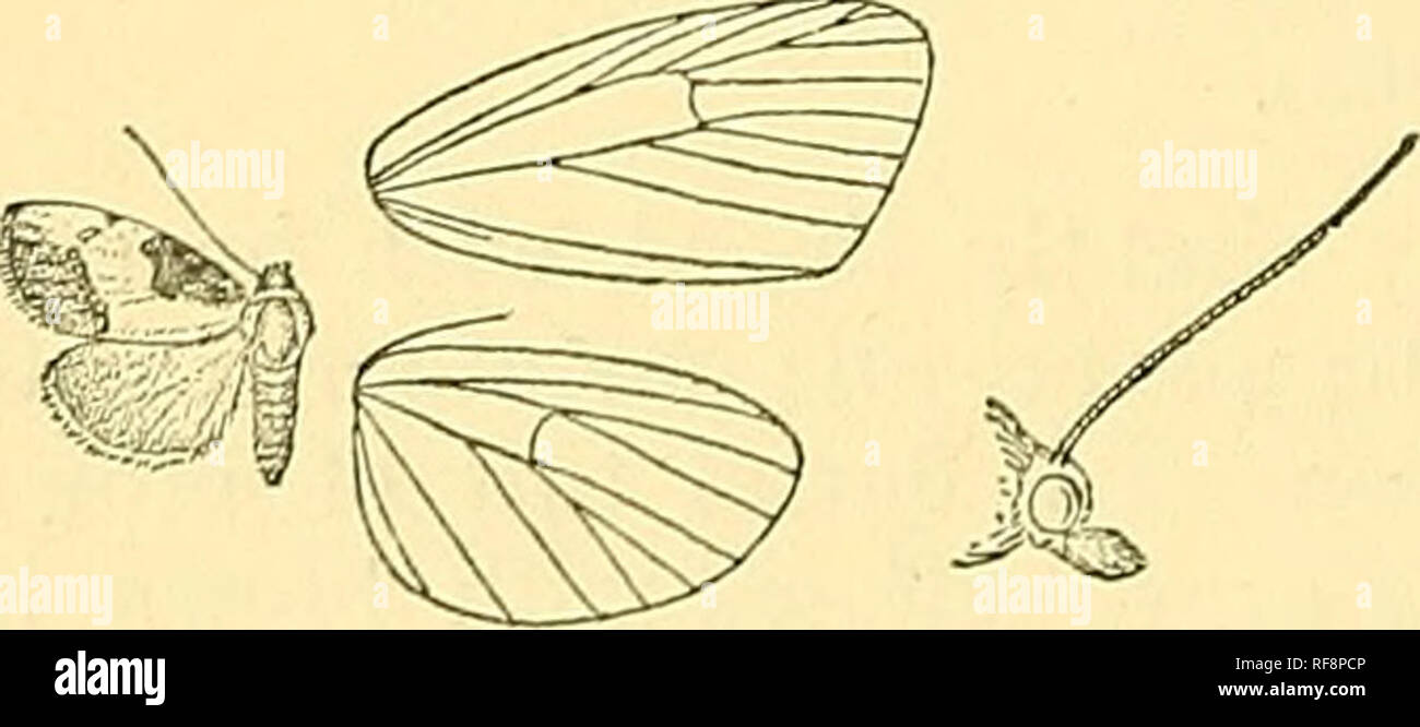 . Catalogo dei lepidotteri Phalaenae nel British Museum. Falene; Lepidotteri. Fig. lO.âZia tactcdis, $. i. strisce sulle vene ; un terminale linea marrone ; cilia grigio, con una linea scura attraverso di loro. Hind wing soffusa con marrone. Hah. N. S. Walbs, Moreton Bay (D/ggles), 1 d" tipo, Sydney (zizzania), 1 c?, 3 $ , digitare horridella, Eiy., J 30, Â§ 34 millim, Sez. II. Palpi sporgente circa la lunghezza della testa; fore ala corta e larga. A. parafango anteriore con dark patch triangolare sulla costa dalla base alla fine della cella acontioides. B. parafango anteriore con dark patch triangolare dalla parte mediale della costa a Foto Stock