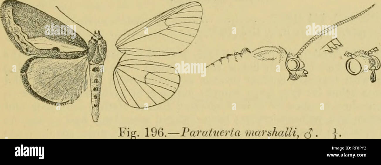 . Catalogo dei lepidotteri PhalÃ¦nÃ¦ nel British museum. Falene. PARATUEKTA. 41") round; anteniuv maschile di fortemente, dentellate di femmina dentellate minutamente; tliorax vestita con capelli rougli srales e miscelati e senza creste; tibie sfrangiato con capelli lunghi, la prua tarso vestita con capelli irregolare sopra; addome con creste dorsale su segmenti basali. Parafango anteriore con l'apice arrotondato, Il termen curvo in modo uniforme e difficilmente crenulate; le vene 3 e 5 frouj vicino a angolo di cella; 6 dall'angolo superiore ; 9 da 10 anastomosing con 8 per formare le areole; 11 dalla cella. Hind ala con vene 3, 4 dall'angolo di Foto Stock