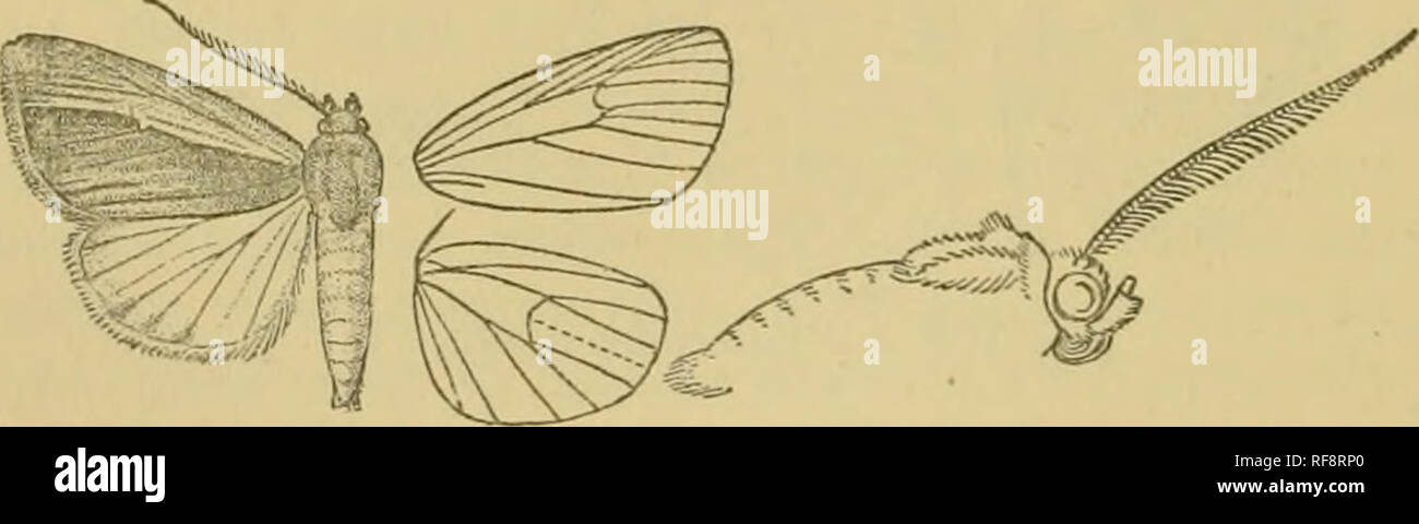 . Catalogo dei lepidotteri Phalaenae nel British museum. Falene. 264 NOCTUlDiE, streak in vena 4, Hind ala- wliite giallastro, l'apice debolmente tinto con marrone; la parte inferiore con la zona costiera tingono con rufous. 5 . Hind wing interamente tinto con rufous. Hah. Mashonaland, Salisbury (il/ars^un?Z, Dohhie),^ (S ,1 $ tipo: Transvaal, bianco R. {Cooke), 1 $ , Piet Retief (Craivskay), 1 d ; Natal, Malvern (Marshall), 2 c?, Durban (BoivTcer), 2 c?; Cape Colony, Annshaw {Miss F. Barrett), 1 5 . Scad. 28-32 millim. Genere RAMESODES, nov. Tipo, B. divisa. Proboscide completamente sviluppato ; palpi, capovolta Foto Stock