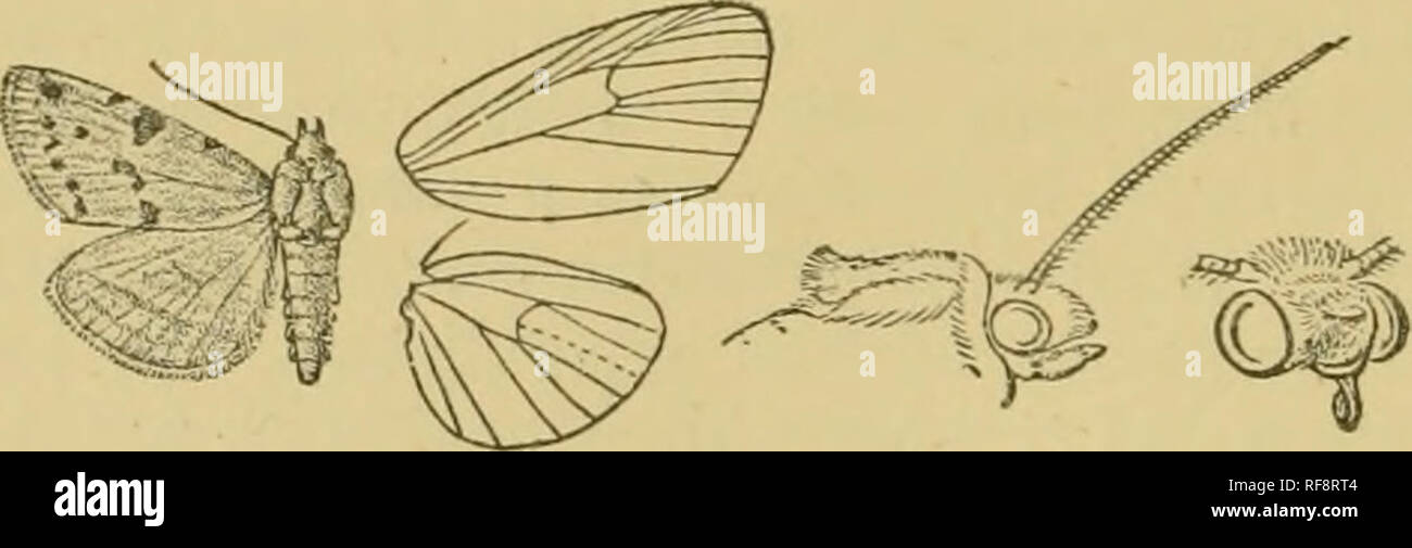 . Catalogo dei lepidotteri Phalaenae nel British museum. Falene. 246 NOCTUID^. distinti, cresta themetathorax con diffusione crest; tibia; moderatamente sfrangiato con capelli ; addome senza creste. Parafango anteriore con l'apice alquanto prodotta, il termine en obHquely curvi e non creuulate; le vene 3 e 5 dal vicino a angolo di cella; 6 dall'angolo superiore; 9 da 10 anastomosing con 8 per formare le areole ; 11 dalla cella. Hind ala con vene 3,4 da angolo di cella; 5 obsoleti da appena al di sotto del centro della discocellulars; 6, 7 dall'angolo superiore ; 8 anastomosing con la cella vicino a base soltanto, A. Hind wing giallo Foto Stock