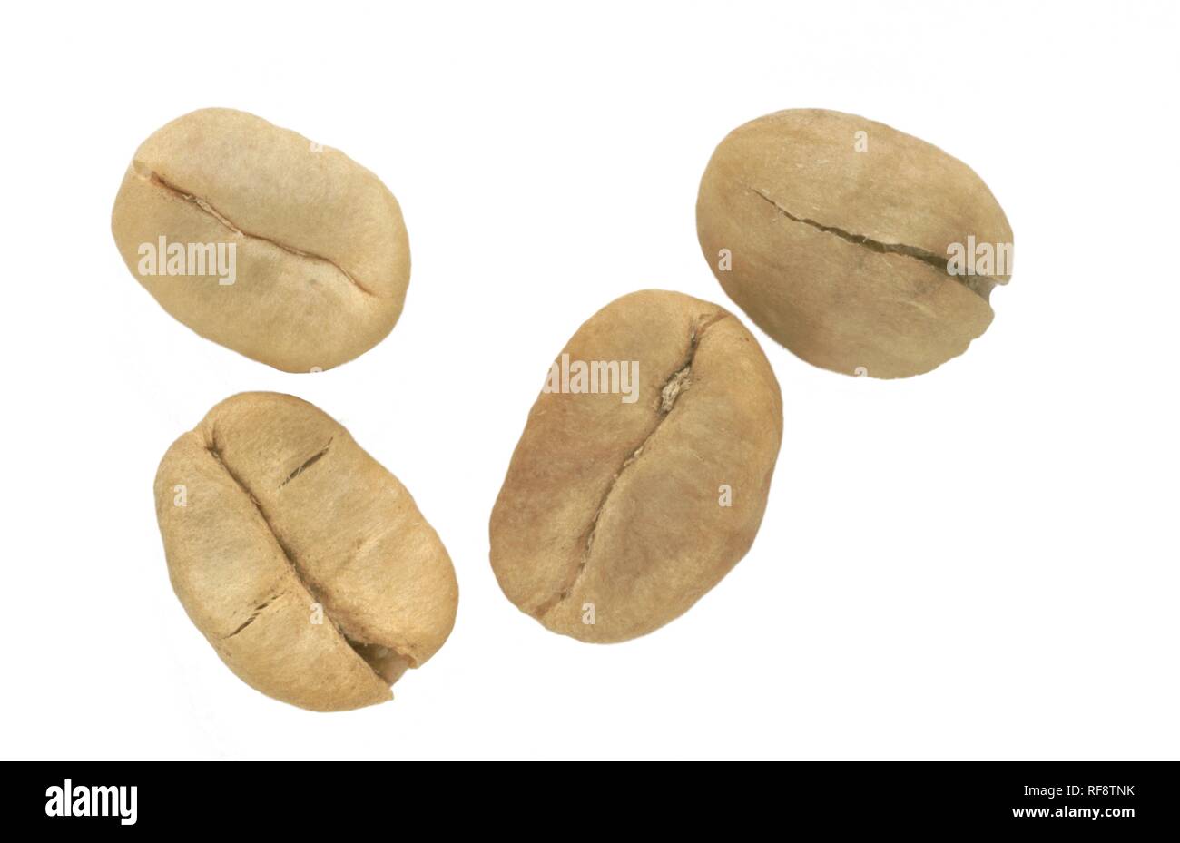 Arabica i chicchi di caffè (Coffea arabica), fresche Foto Stock