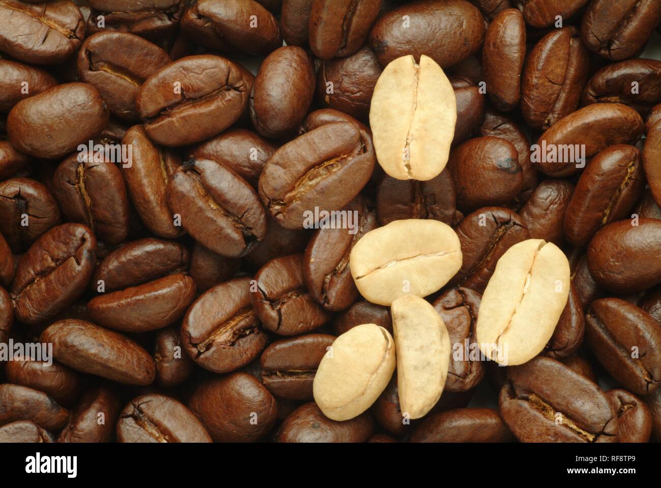 Un paio di caffè fresco fagioli posa su un letto di chicchi di caffè tostati Foto Stock