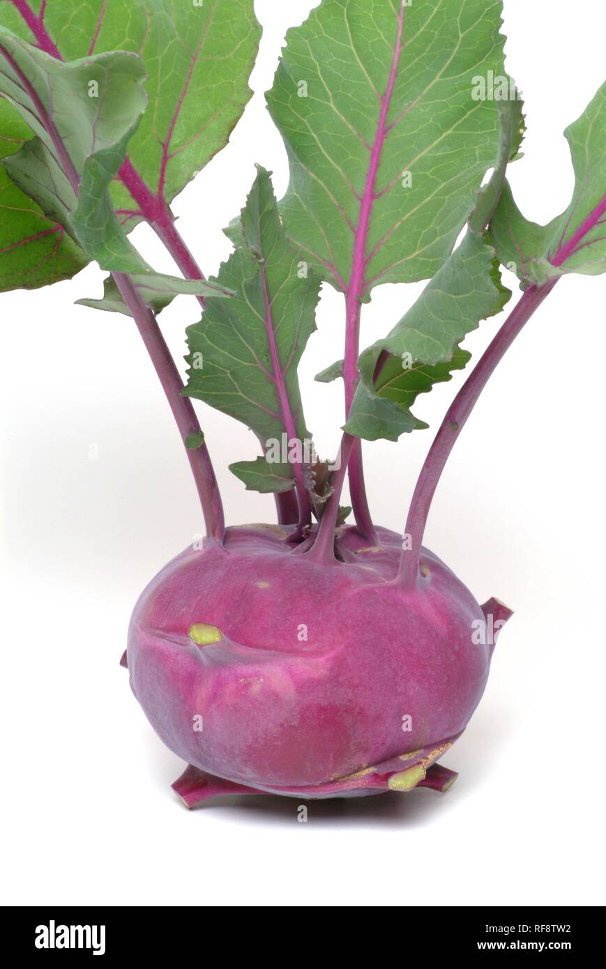 Cavolo selvatico o cavolo rapa Brassica oleracea), lampadina e foglie Foto Stock