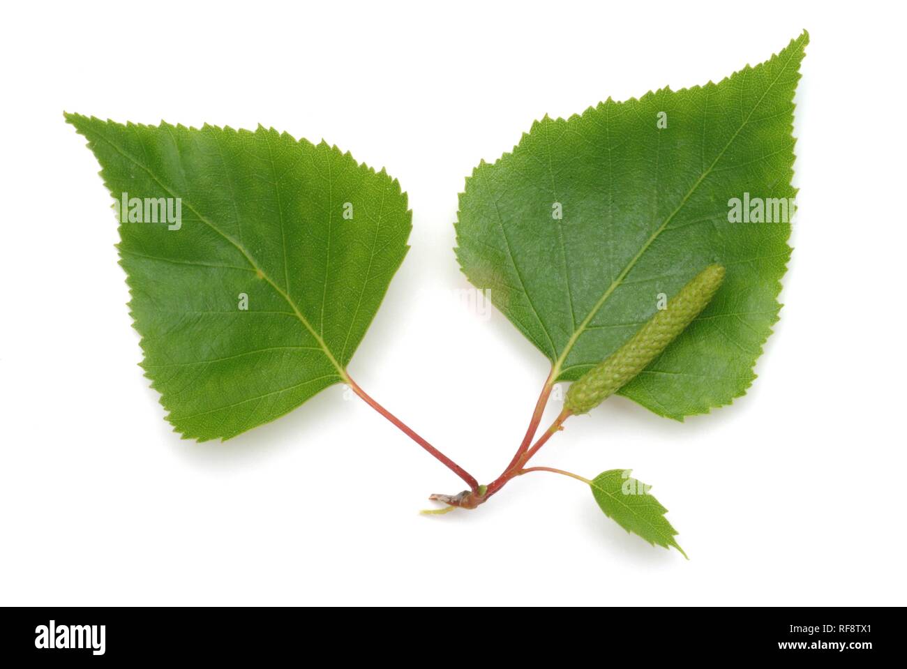 Silver Birch, Europeo piange la betulla o Europeo di betulla bianco (Betula pendula) lascia Foto Stock
