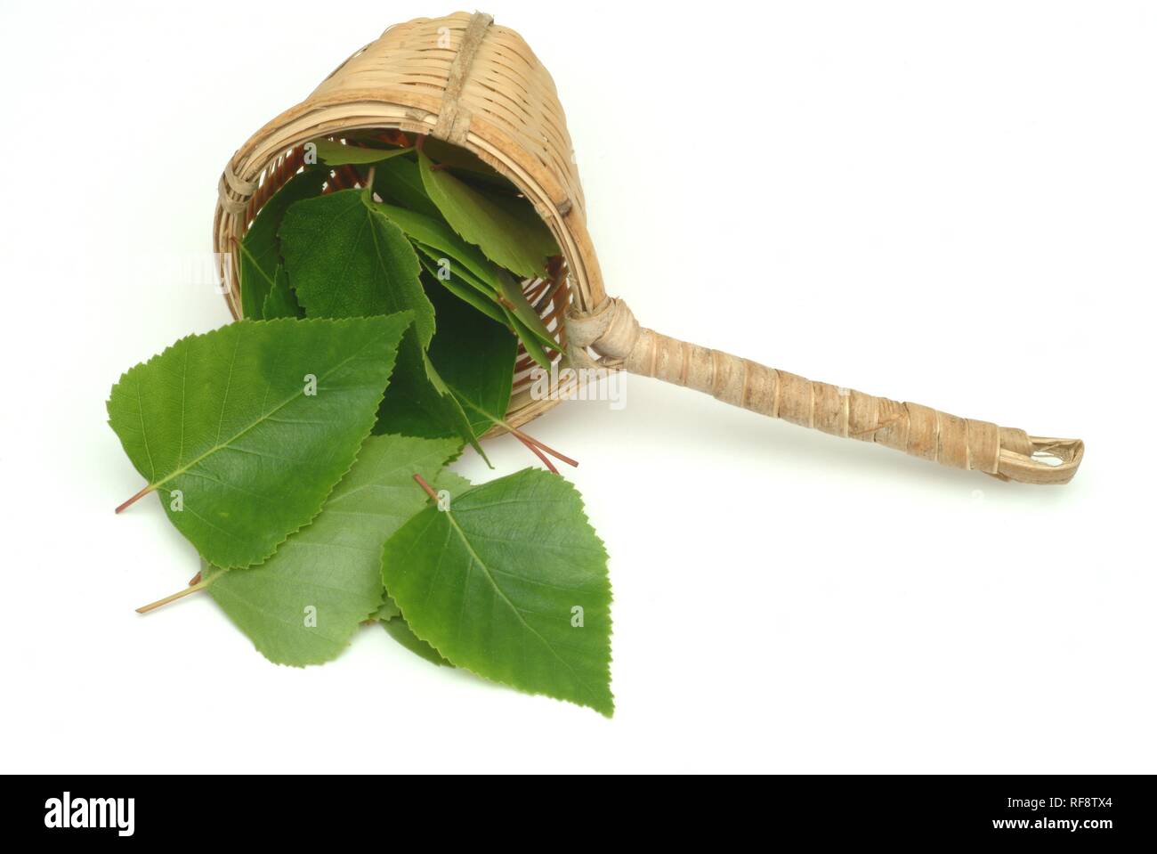 Silver Birch, Europeo piange la betulla o Europeo di betulla bianco (Betula pendula) lascia Foto Stock