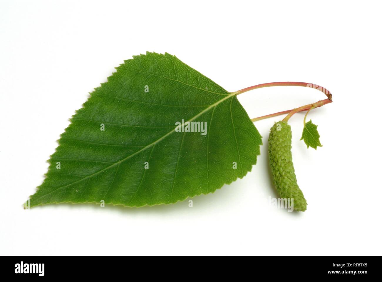 Silver Birch, Europeo piange la betulla o Europeo di betulla bianco (Betula pendula) lascia Foto Stock