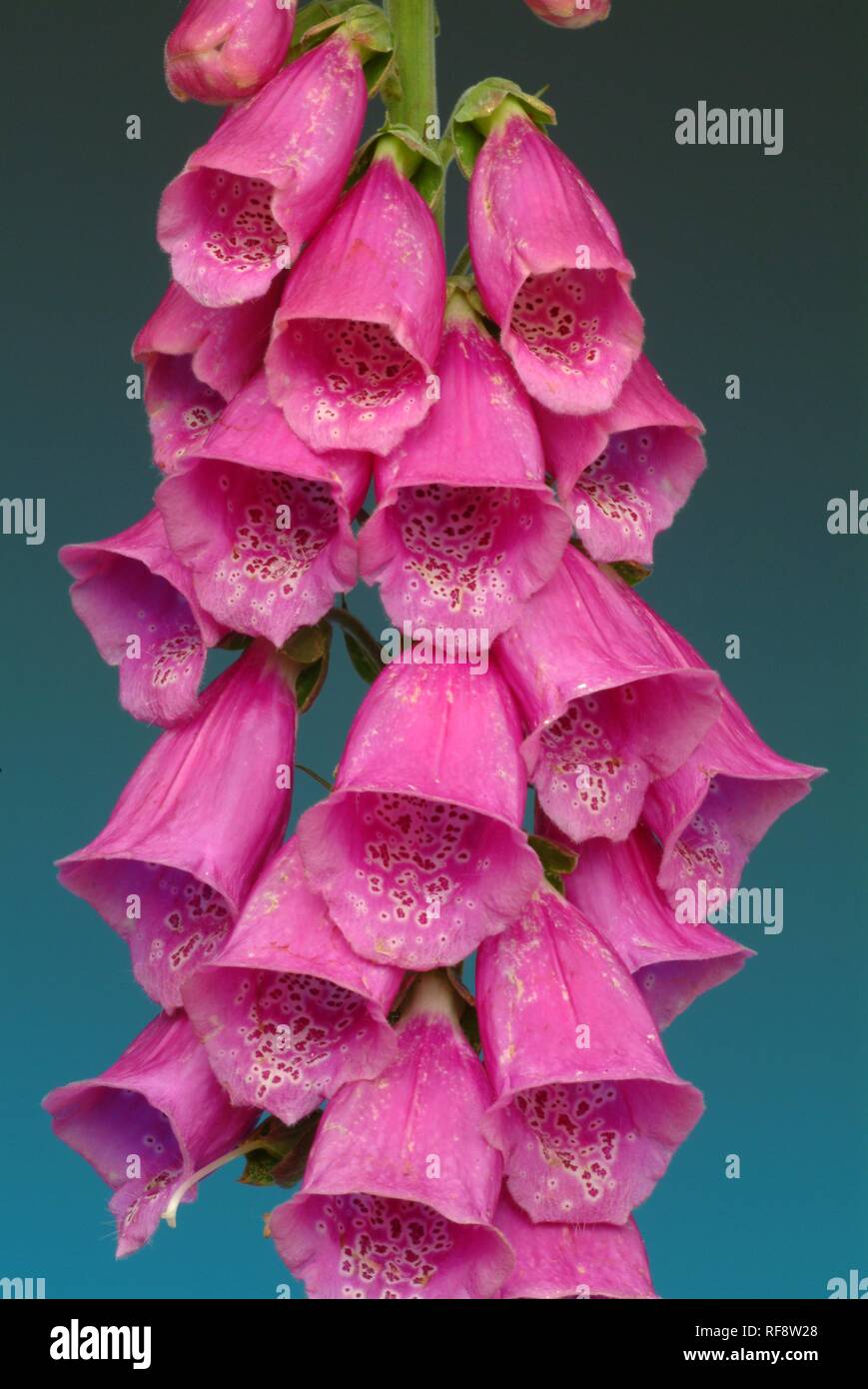Foxglove viola o Lady del guanto (Digitalis purpurea) Foto Stock