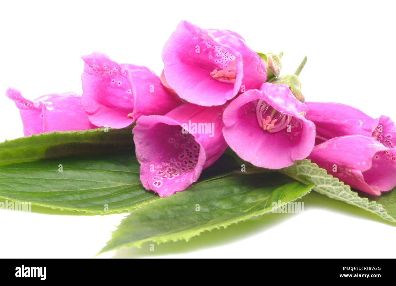 Foxglove viola o Lady del guanto (Digitalis purpurea) Foto Stock