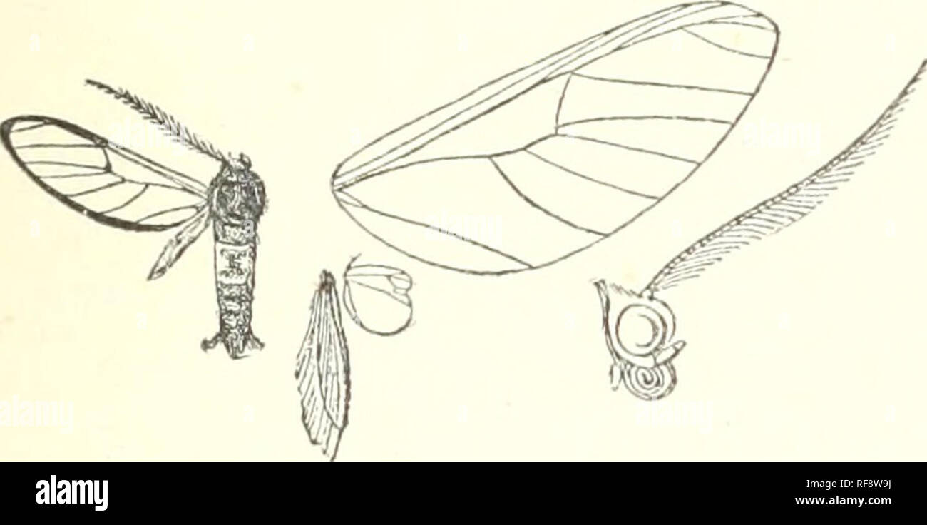 . Catalogo dei lepidotteri Phalaenae nel British Museum. British Museum (storia naturale). Dipartimento di Zoologia; tarme; Lepidotteri. 365- 806. Diptilon halterata. Zi/gana halterata, Tess. Sjst. Ent. p. 5R)5 (1775); Kirby, Cat. Het. p. 155. Biptilon dieides, Prittw. Stett. ent. Zeit. xxxi. p. 350 (1870); Kirby, Cat. Het. p. 148. Nero-marrone; ffiiifo arancione. Fig. Xlt^.-Biptilon halterata (^. . In Coll. Staudiiiger; Castro Parana coxtc bianco; tibia) aud tarso marrone e giallo; addome con i segmenti 2, 3, 4 bianco giallastro ; ali di ialina, le vene e i margini in maniera restrittiva, nero. Fore wdng con Foto Stock