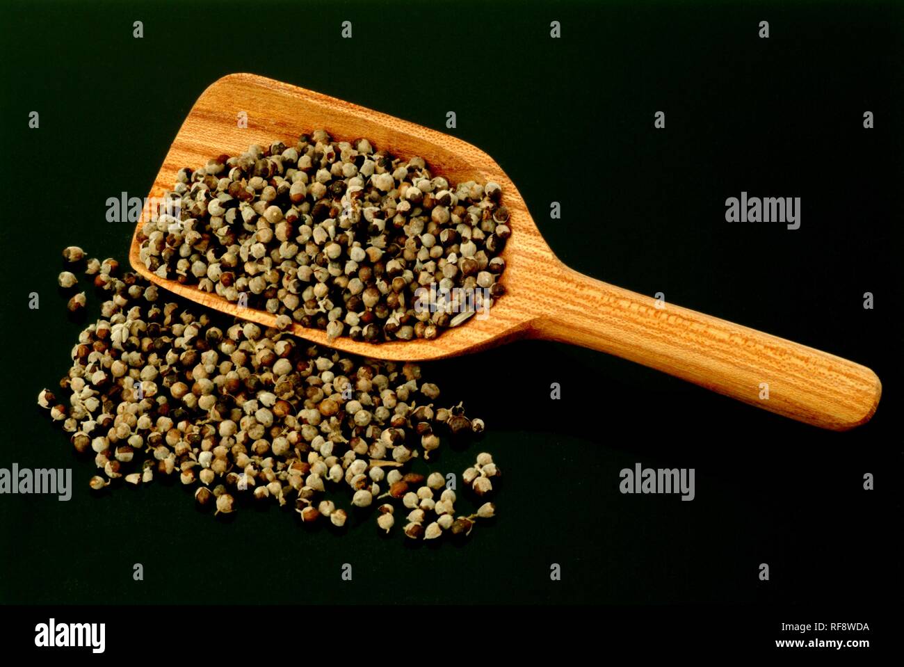 Struttura di casta o Chasteberry o del fratello pepe (Vitex agnus-castus), semi di piante medicinali, tè Foto Stock