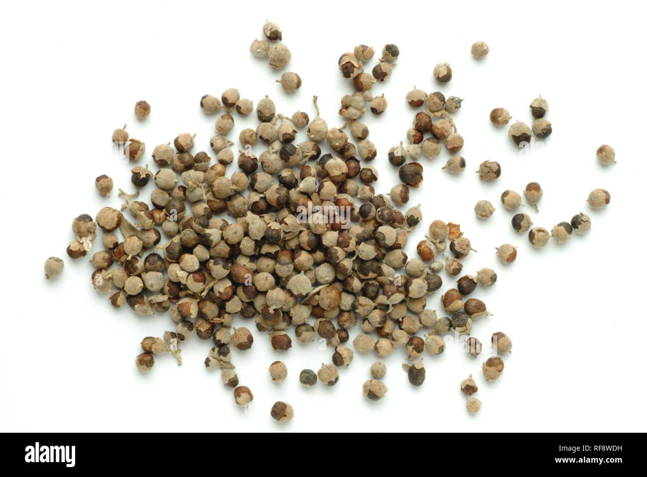 Struttura di casta o Chasteberry o del fratello pepe (Vitex agnus-castus), semi di piante medicinali, tè Foto Stock