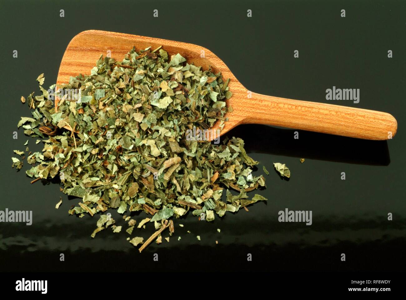 Ali bianche Lungwort (Pulmonaria officinalis), l'erba essiccata, pianta medicinale, tè Foto Stock