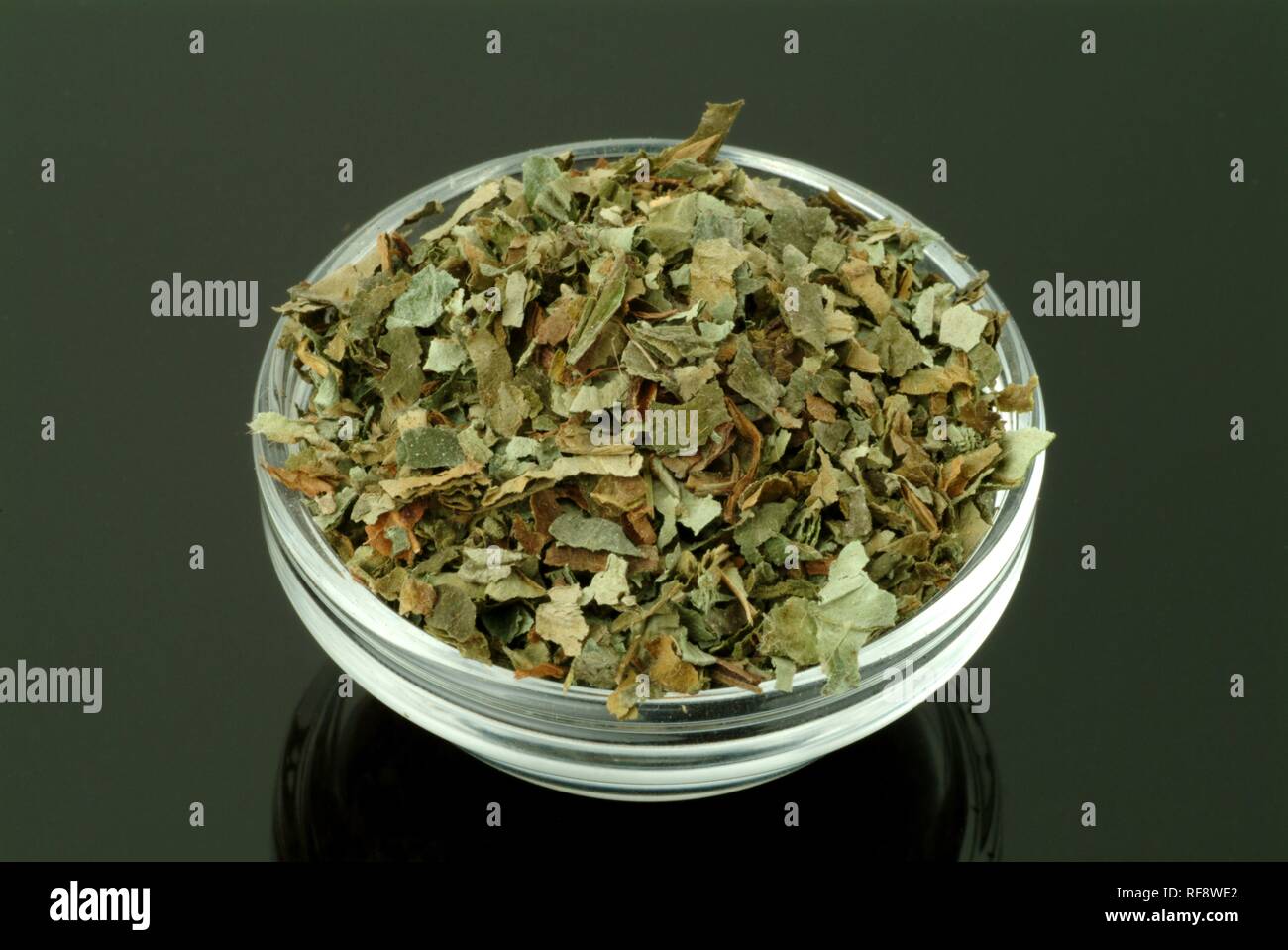 Ali bianche Lungwort (Pulmonaria officinalis), l'erba essiccata, pianta medicinale, tè Foto Stock