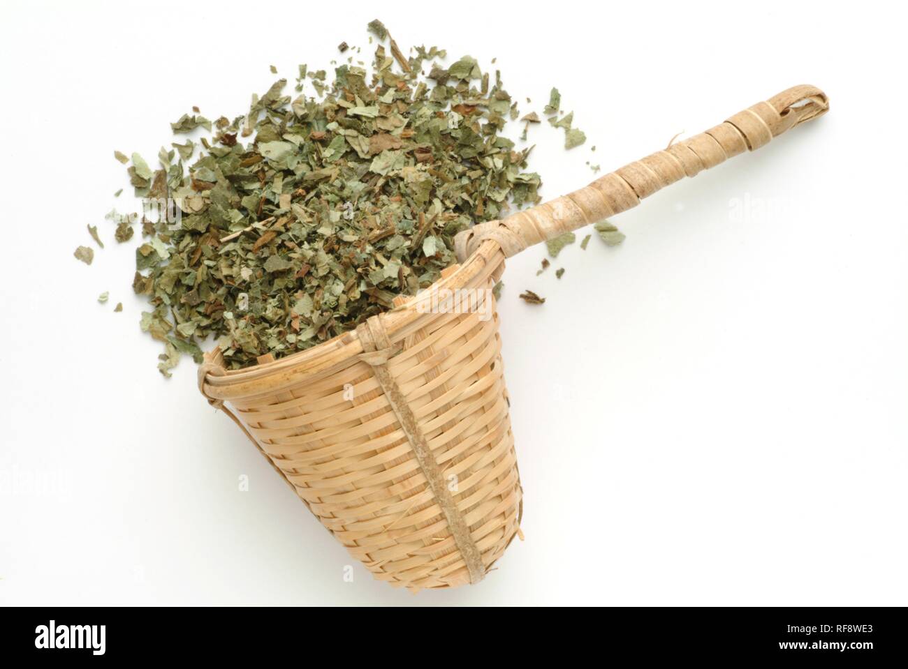 Ali bianche Lungwort (Pulmonaria officinalis), l'erba essiccata, pianta medicinale, tè Foto Stock