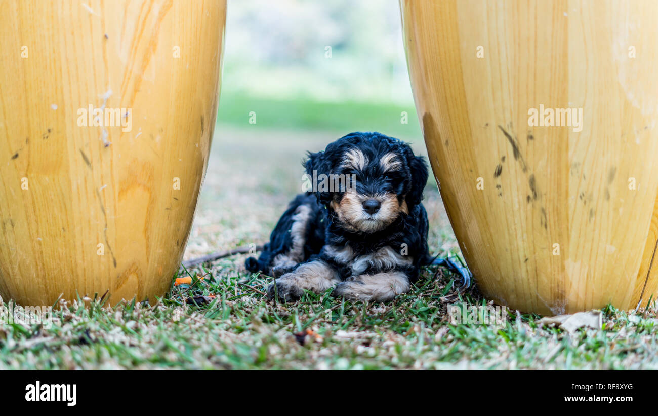 Un ritratto di un grazioso cucciolo seduto tra due tamburi di bongo Foto Stock