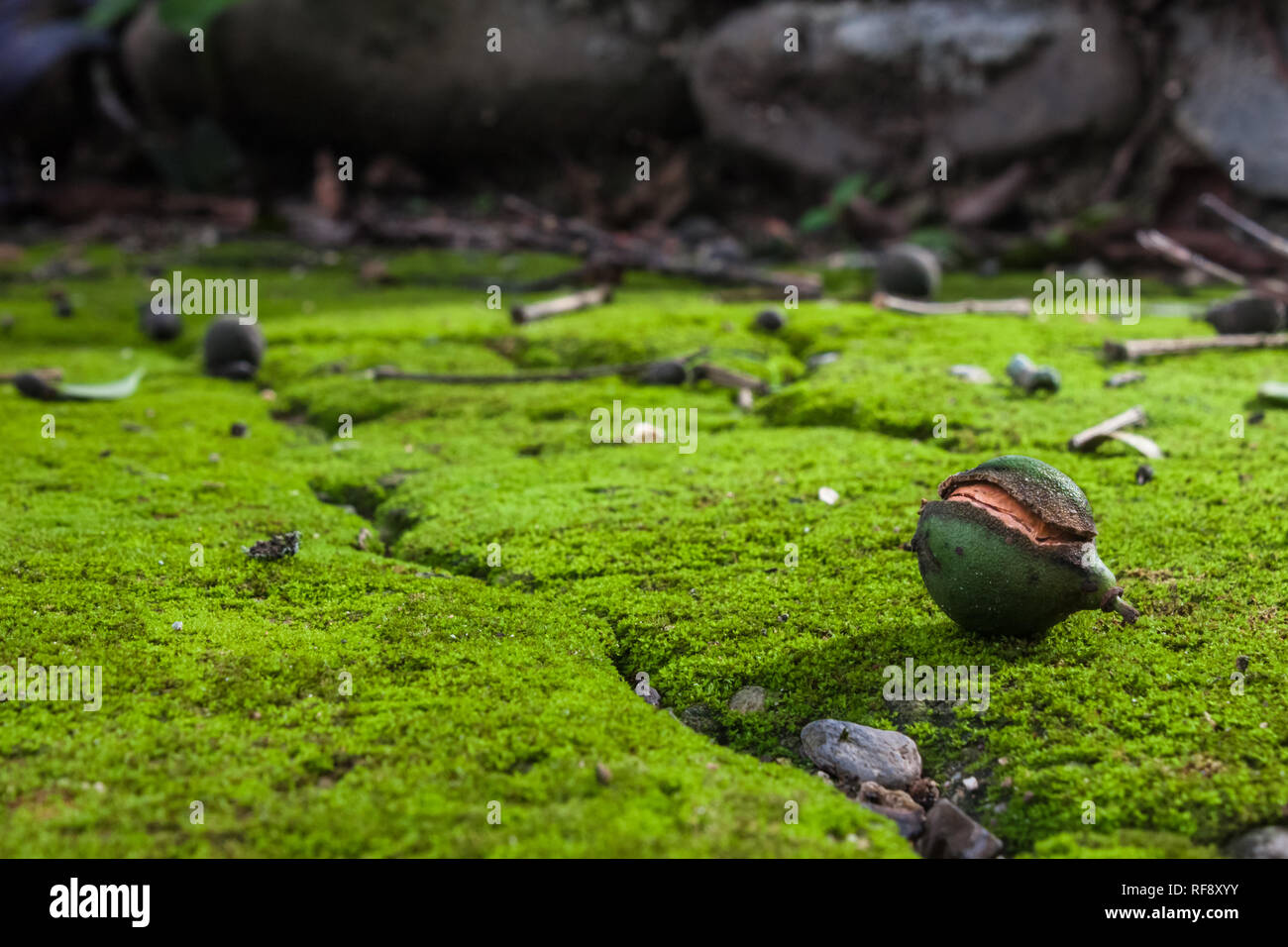 mini paesaggio con muschio verde Foto Stock