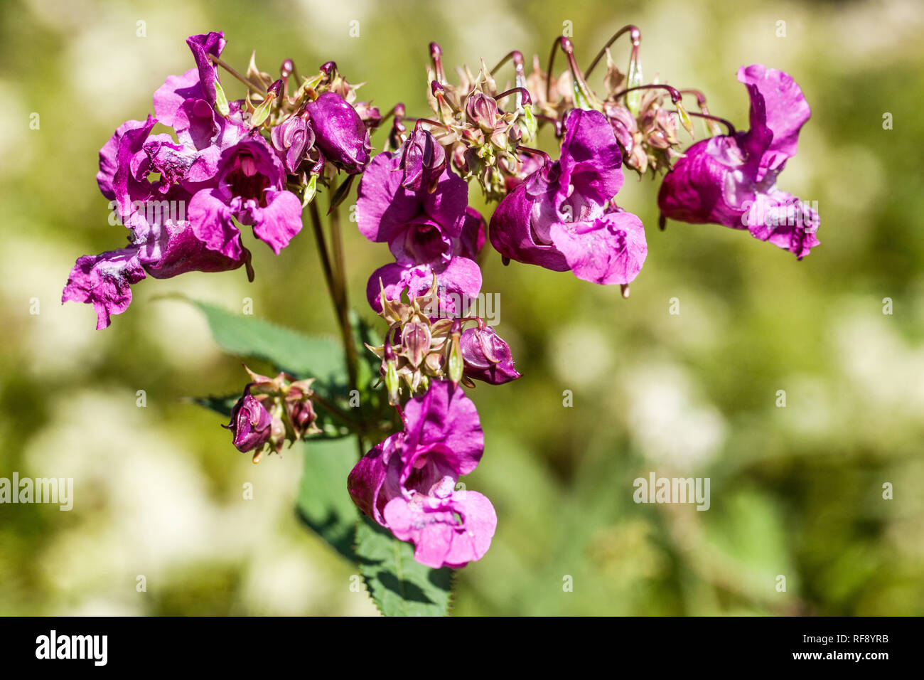 Poliziotto del casco Impatiens glandulifera Foto Stock