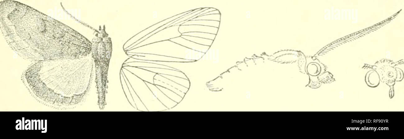 . Catalogo dei lepidotteri Phalaenae nel British Museum. Falene. GEEKA. 417 spalle con patch arancione ; addome nero-marrone con alcuni blu metallizzato di scale in la dorsale creste. Parafango anteriore - cioccolato irroratcd marrone con blu-bianco e metallico argentee squame blu ; un ver}' indistinto rufous antemedial linea, obliquo rispetto alla piega subraedian, quindi angolati verso l'interno sulla vena 1 e verso l'esterno al di sopra del margine interno ; orbicular e reniform definito da rufous e con alcuni blu metallizzato di scale in centri il primo round, quest'ultima piuttosto irregolari. Fig. 197.-radicalis germe, (^. . E con un debole yellowis Foto Stock