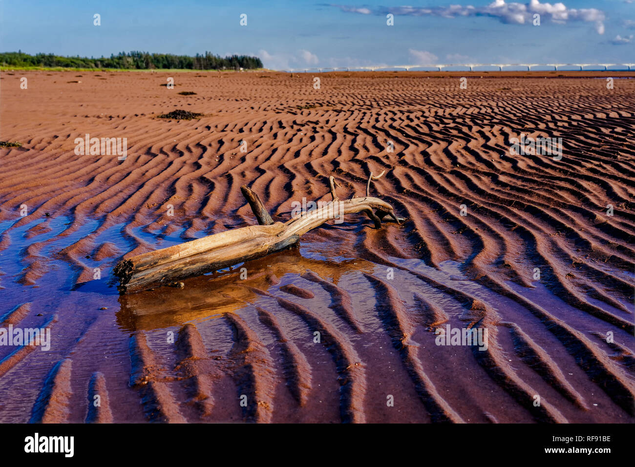 Driftwood posa su un Prince Edward Island Beach con la Confederazione ponte all'orizzonte. Foto Stock