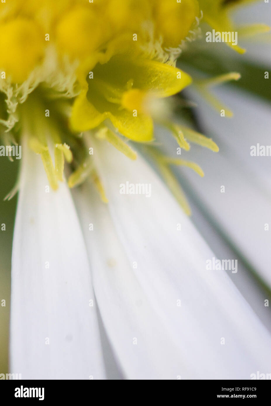 Daisy - close up di margherita testa di fiori Foto Stock