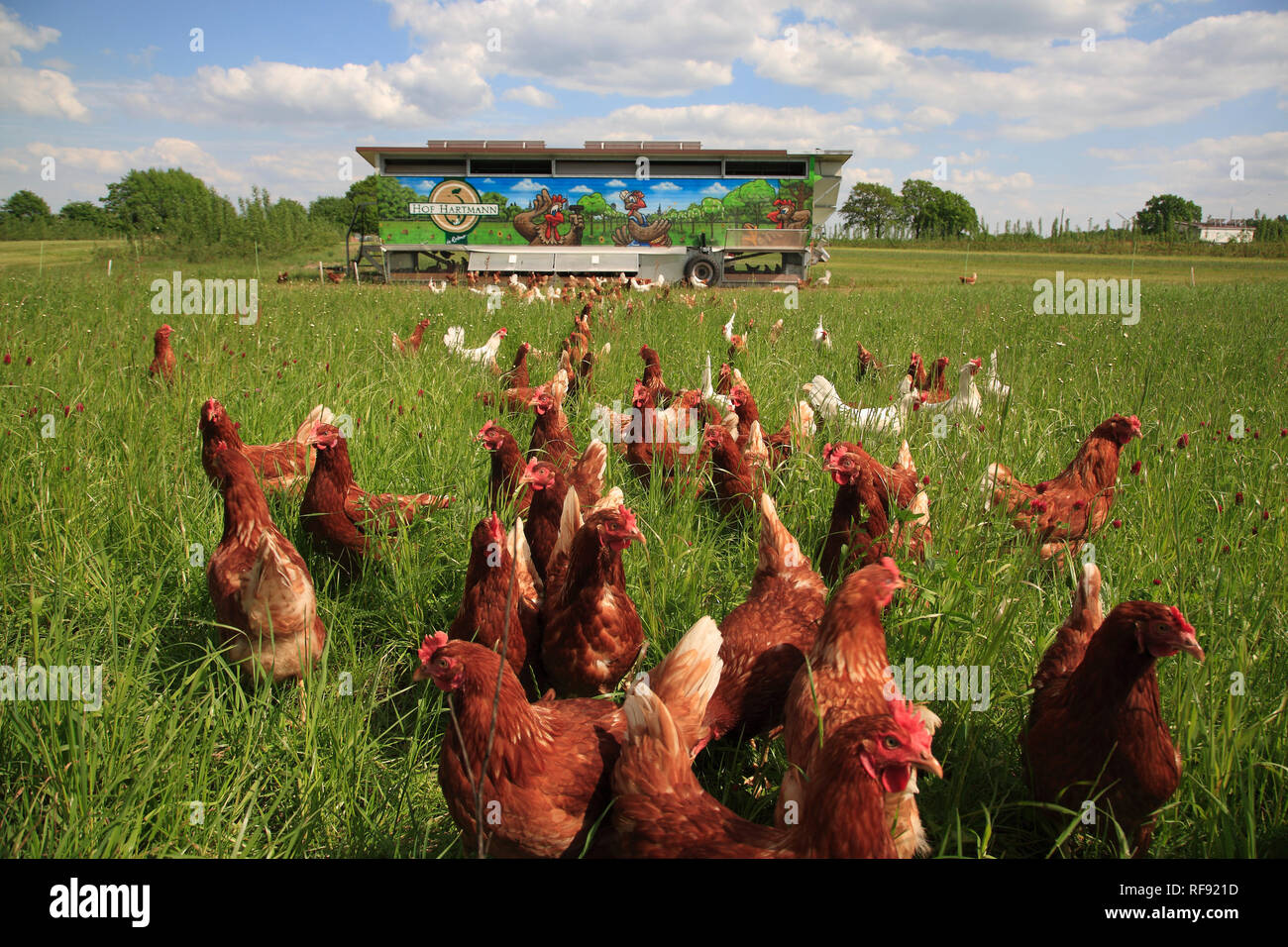 La corsa libera di pollo, Lüneburger Heide, Bassa Sassonia, Germania, Europa Foto Stock