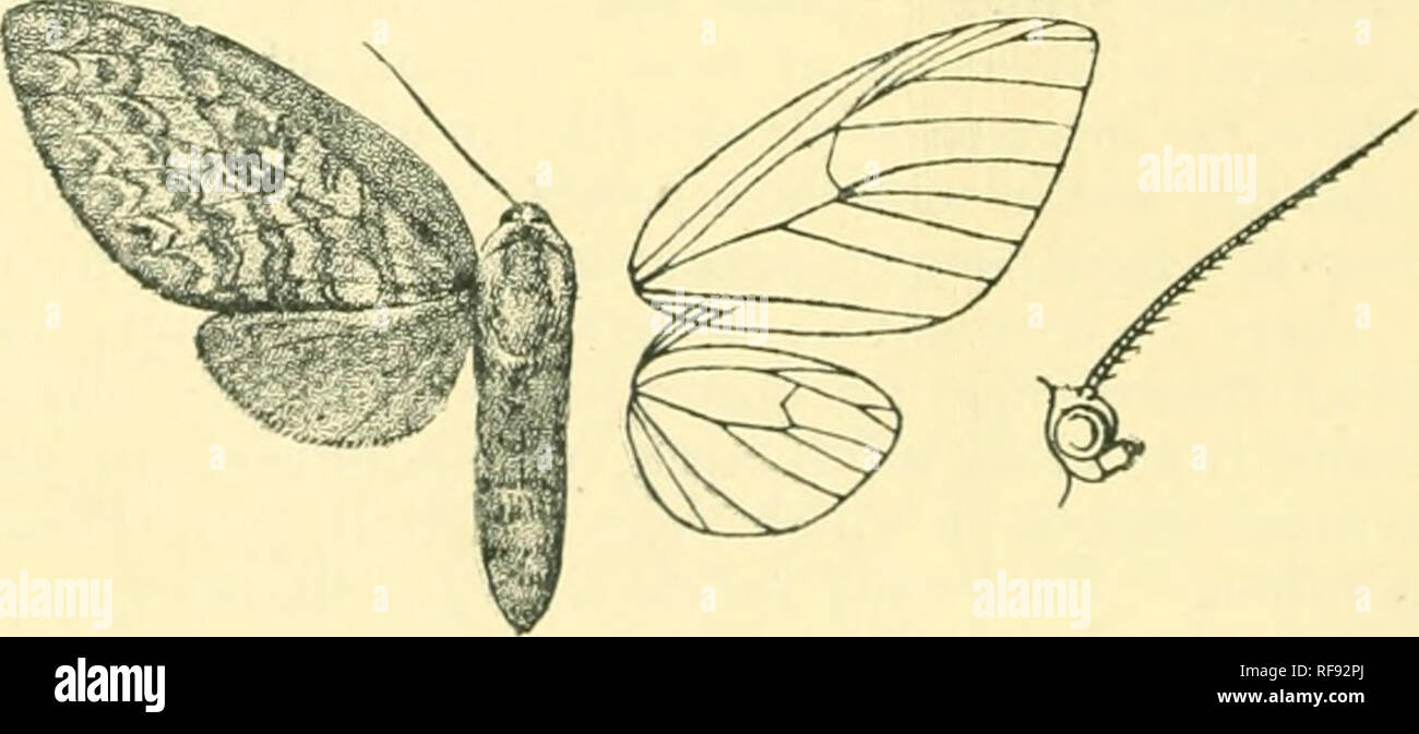 . Catalogo dei lepidotteri PhalÃ¦nÃ¦ nel British museum. Falene. Fig. 90.âPseudalus salmonacea, tf. ]. Hind tarso nero; addome giallo con dorsale punti neri su 4 al 7 segmenti. Parafango anteriore giallo soffusa con salmone lasciando la costa, vene, e termen giallo. Hind wing giallo, l'area interna soffusa con salmone. $ . Molto più scuri e con carmine suffusion ; hind wing interamente rosa. Hah. Il Perù, S. Domingo, Tinguri (Ockenden), tipo f 6 in â Coll. Rothschild, Rio Huacamayo. Scad. 36 millim. *1694 b. Pseudalus pseudidalus. Automolis pseudidalus, Roths. Nov. Zool. xvi. p. 3 Foto Stock