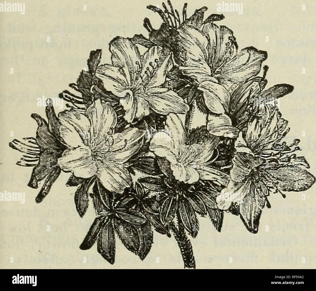 . Catalogo di hardy alberi ornamentali, arbusti, e vigne, Hardy fiori e grandi e piccoli frutti. Vivai (orticoltura) Massachusetts cataloghi; piante ornamentali, cataloghi; alberi piantine cataloghi; arbusti ornamentali Cataloghi Cataloghi di fiori e alberi da frutto piantine Cataloghi Cataloghi di frutta. Catalogo del vivaio di lettura, messa. - J. W. Manning, titolare. 53 ARCTOSTAPHYLOS - uva ursina. Una fitta, finale arbusto, prospera su qualsiasi terreno di luce. Elegante per il rivestimento di sporgenze o matasse di sabbia. • Un uva-ursi. Giugno. Bello, fogliame verde scuro in estate, Viola rossastro in Avinter. Fiori in cluster, l Foto Stock