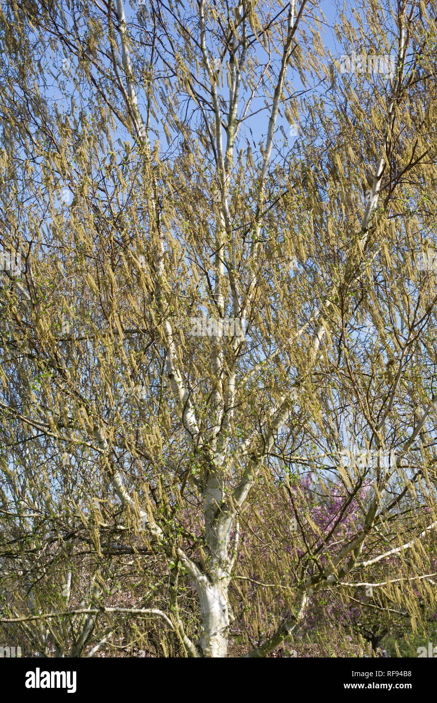 Amenti maschili su Betula utilis var. jacquemontii 'Silver Shadow' albero in primavera. Foto Stock