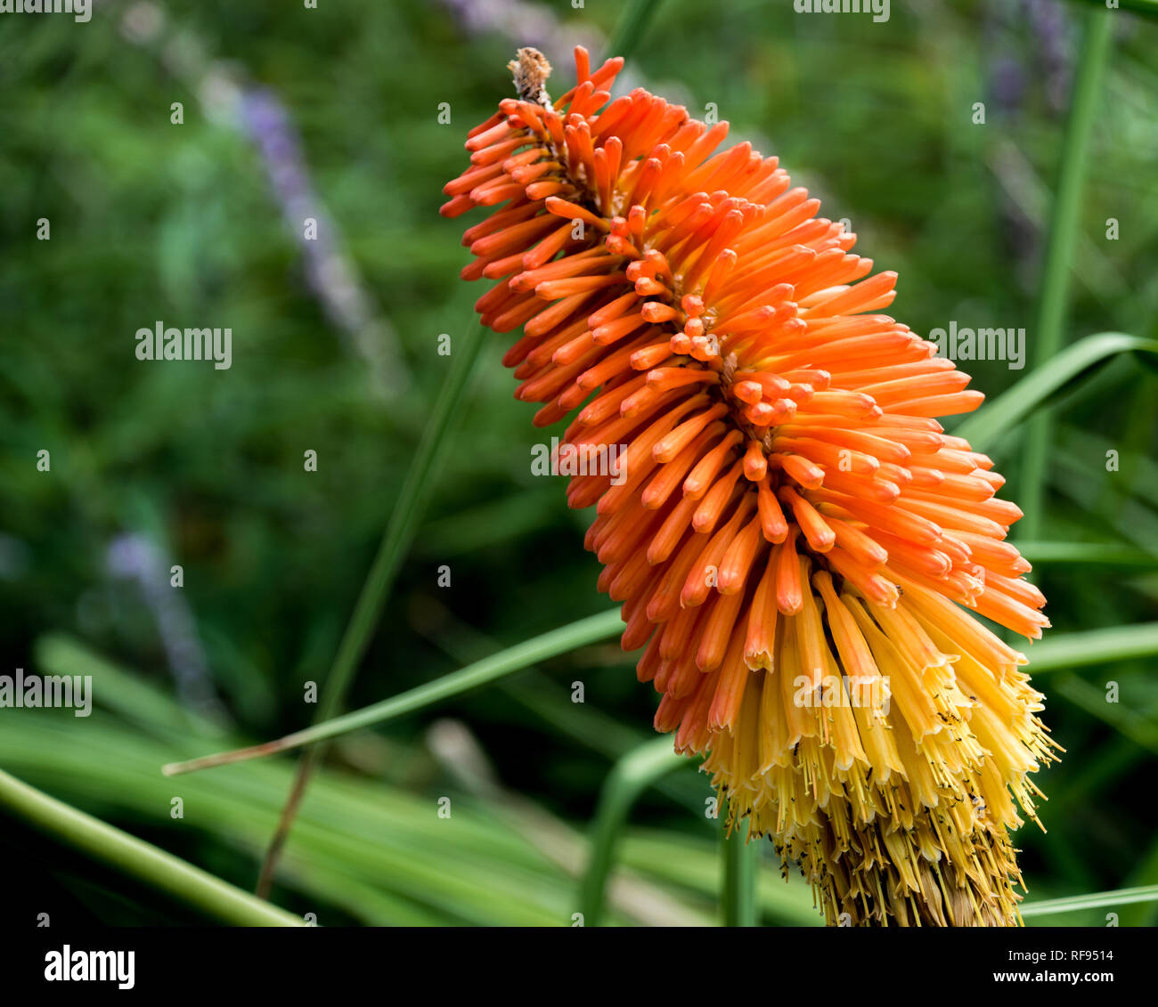 Vivacemente colorato di arancione e giallo fiore contro un muto sfondo verde. Foto Stock