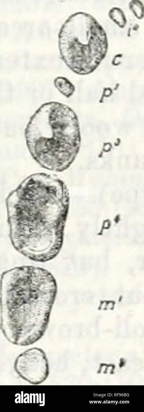 . Catalogo dei chirotteri nella collezione del ... Museo. JU'OXVCTEIIIS. 579 I'. .Molaril'onn denti sLorter.niidnarrower; m', lunghezza 1-8, larghezza di 1-2 mm.; avambraccio 61. (Sierra Leone e Liberia) i. M. Ippfodon, p. ."380. b. Palatale mediano lunghezza l-tS-lomm.; m'^ più ridotta, subequal a p'. Fore- braccio 56-60'5 mm. (Angola ; Basso Congo) 3. 37. torquata, p. 581. B. premolari e molari molto più pesante (tigs. 47 UN', B') ; esterno ed interno della cresta p^ ampiamente .separato (tig. 47 C); canini insolitamente breve, quelli nella mandibola inferiore a pj (tig. 47 D'); cresta sagittale presente; coronoid process Foto Stock