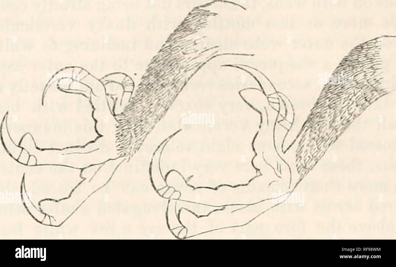 . Catalogo degli uccelli nel British Museum. 58 mozzo0NI0J3.. Fig. 1. Gamba di &AMP; qiu, nat. dimensioni. Fig. 2. Gamba di 8. japonicus, n.a. dimensioni, a sliow differenza in termini di dimensioni e portata di messa in bandiera tarsale. Subsp. e. Scops malayanus. Piastra (IV, fig. 1.) Scops malayanus, A. dire, effettuati a partire. Journ. xiii. pt. 2, p. 147. Adulto. Al di sopra di marrone scuro, freckled con molto minute vermicula- zioni di sandy buff, piuttosto coar,ser sul scapolari; quasi aU i pennacchi della superficie superiore variegato con macchie distinte o barre di bianco, in molti casi a scomparsa, ma molto ampia e distinti in hind parte del collo, w Foto Stock