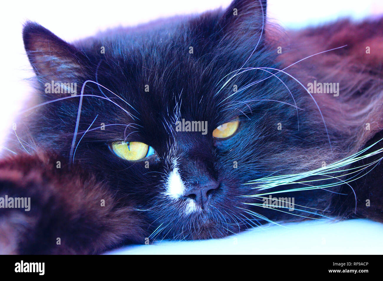 Muso della cat. Close-up. Muso del gatto nero. Lazy pet. Animale domestico Foto Stock