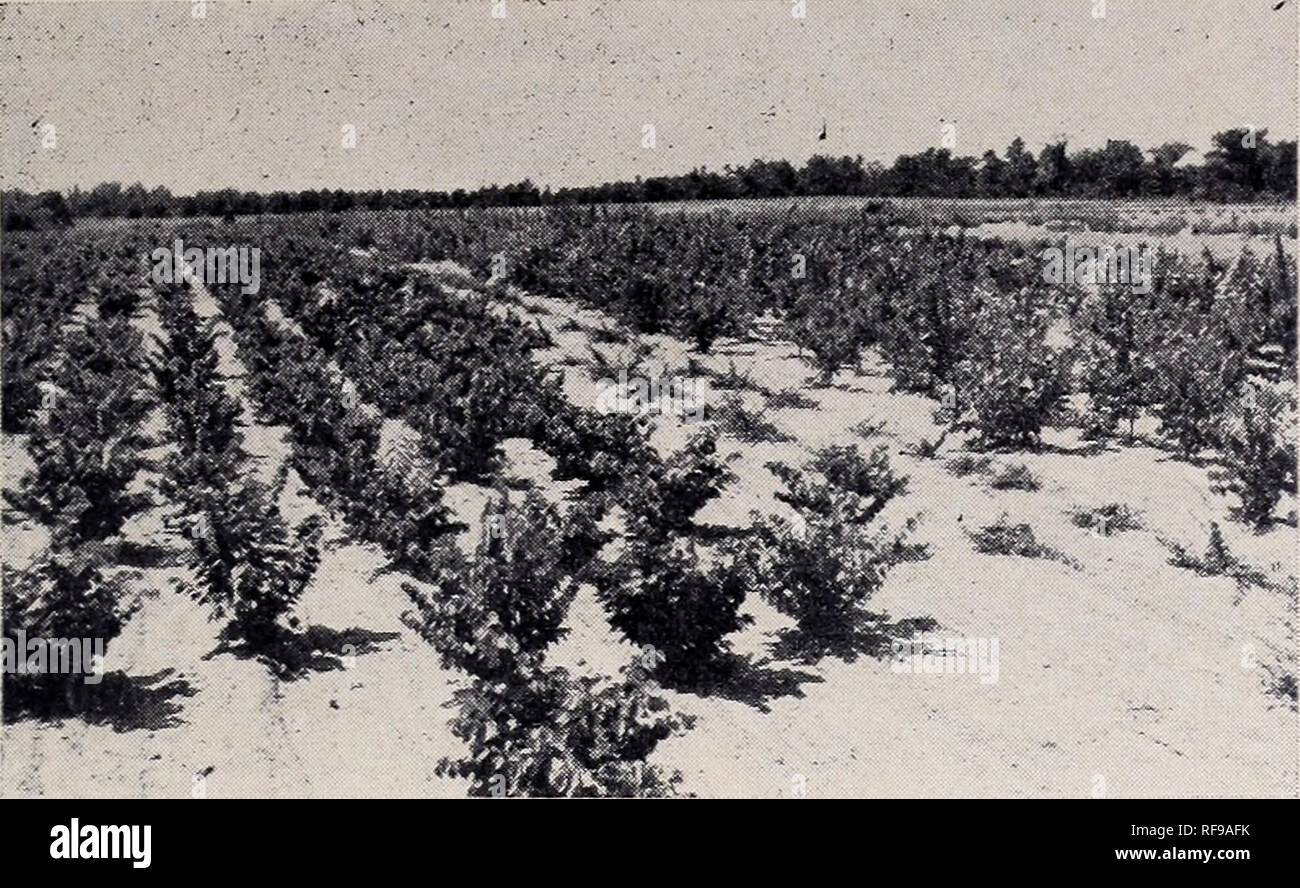 . Catalogo : 1952 - 1953. Vivai (orticoltura) cataloghi; vivaio cataloghi; sempreverdi cataloghi; alberi cataloghi; arbusti cataloghi; piante rampicanti cataloghi; Ginepri cataloghi; conifere cataloghi. SCOTTSVILLE, TEXAS 17. REDBUD Arbusti decidui &AMP; gli alberi Albizzia julibrissin ROSA ALBERO MIMOSA ampia diffusione di prato albero. Fiori di colore rosa per tutta l'estate. Fern-come fol- iage. 20 piedi. 10 o più fase fob Fob di Dallas Meno di 10 Peso Vivaio di Piantine di vivaio .. $ 0,05 $ .05 1 gallone di 36 pollici . " " 8 .40 .45 8 gallone (molla) 5-6 m. 50 1,75 1,90 4-5 piedi .50 .55 5-6 piedi .70 .80 Berbe' Foto Stock