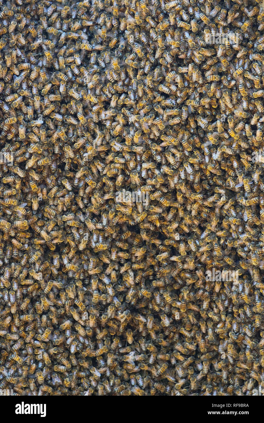 Un gruppo di api circondano un alveare. Foto Stock