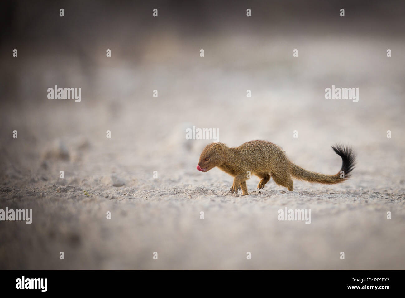 Onguma Game Reserve è una riserva privata al confine orientale del Parco Nazionale di Etosha che offre splendidi paesaggi aridi e ottima fauna selvatica Foto Stock