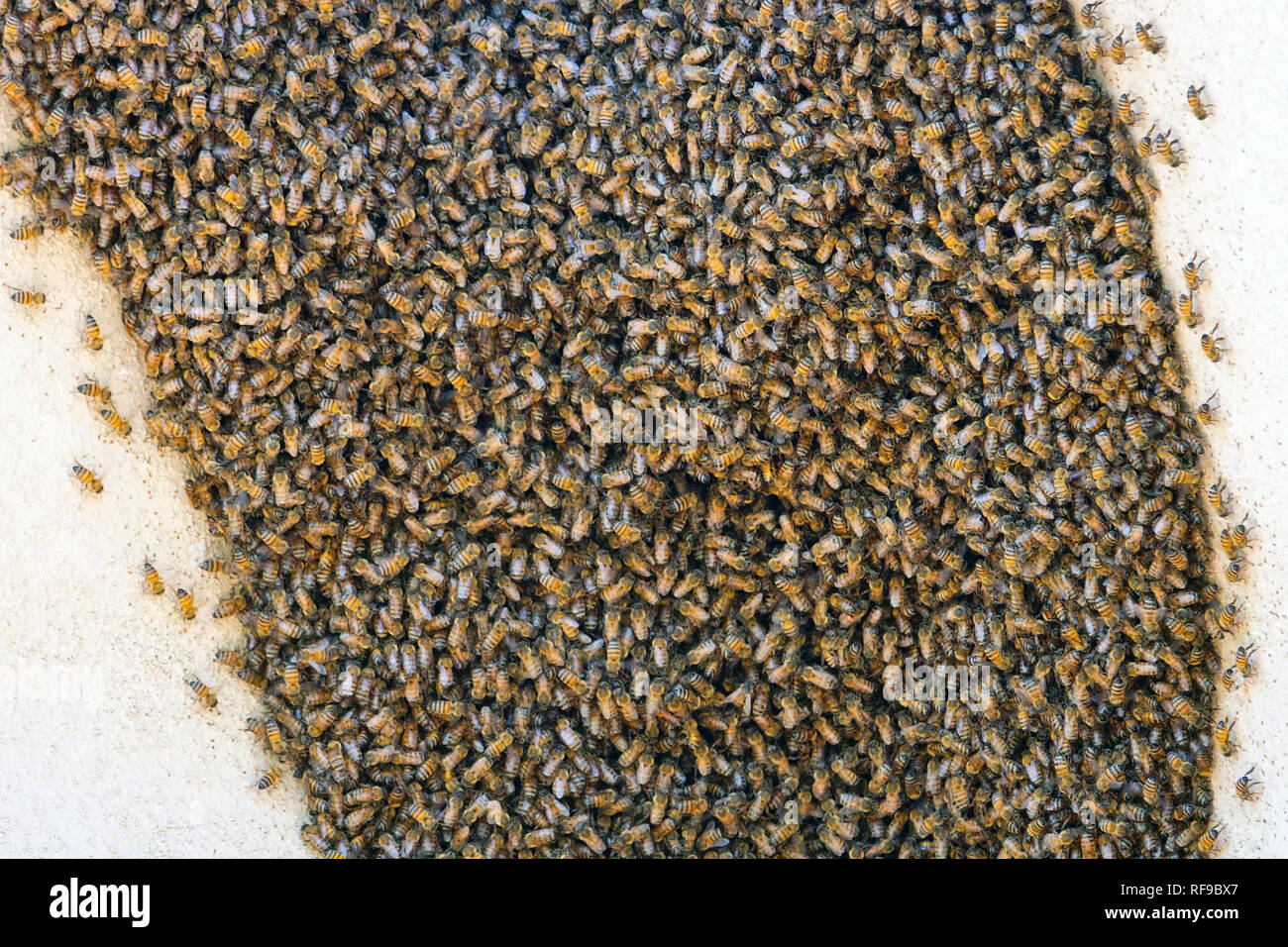 Un gruppo di api circondano un alveare. Foto Stock