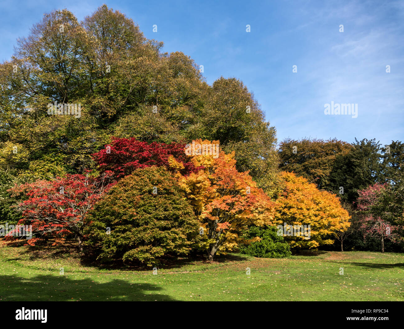 La luce solare diretta sul fogliame di autunno in Batsford arboretum Foto Stock