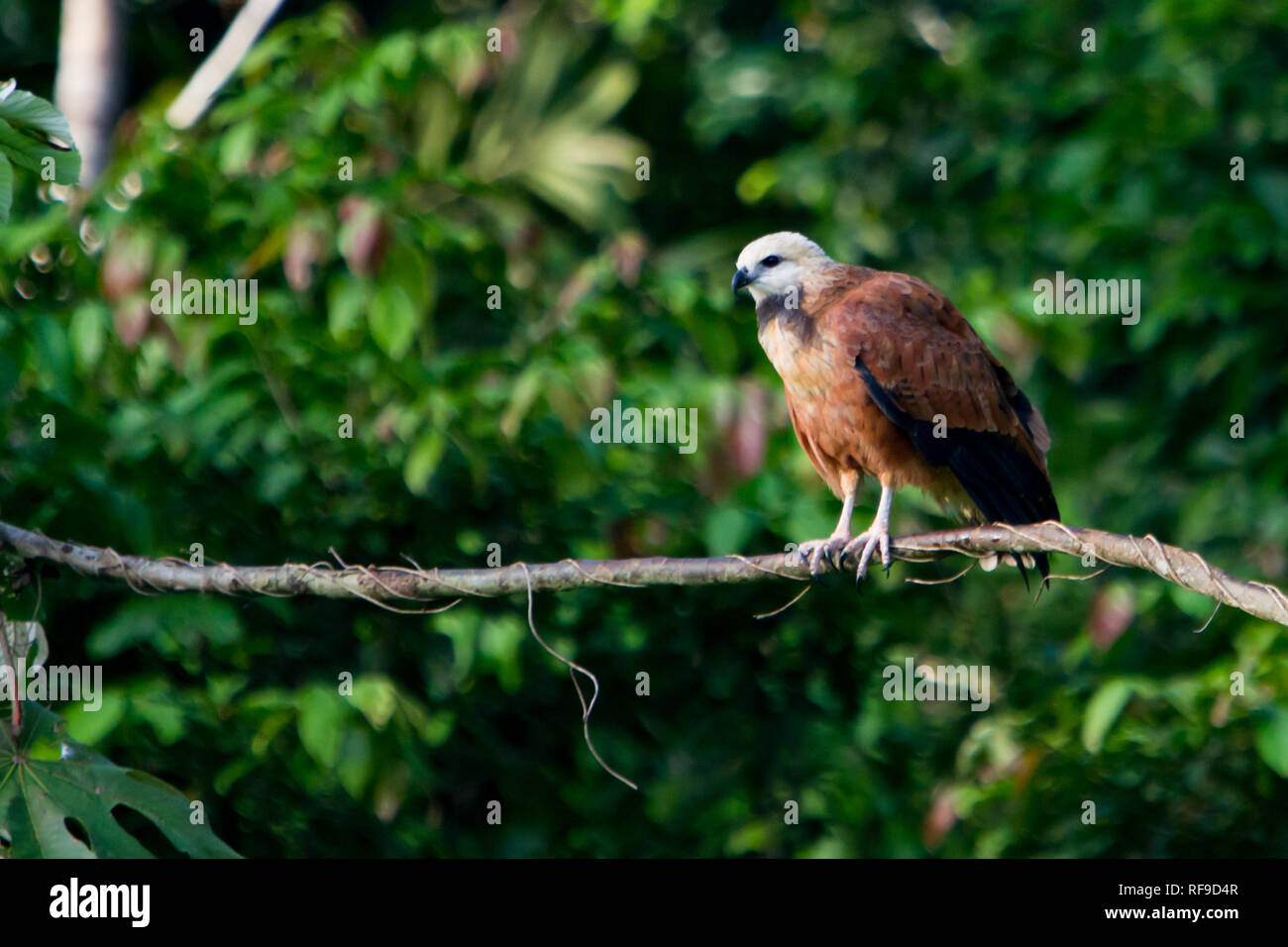 Black Hawk a collare, Busarellus nigricollis, arroccato lungo un ruscello in Pacaya-Samiria riserva nazionale in Amazzonia di Loreto, Perù Foto Stock
