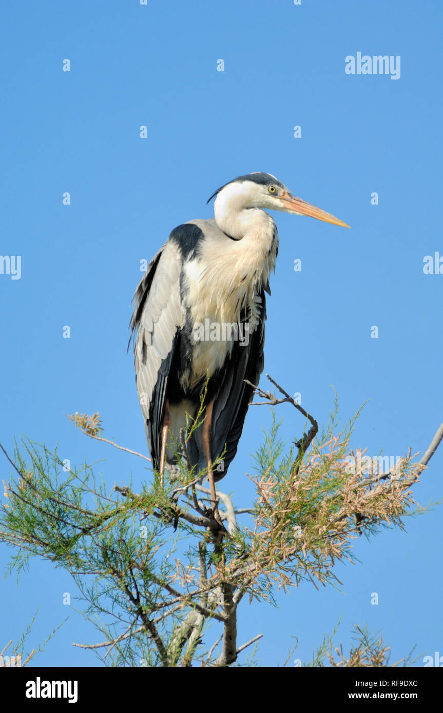 Airone cenerino, Ardea cinerea, arroccato in Tamarisco Camargue Provenza Francia Foto Stock