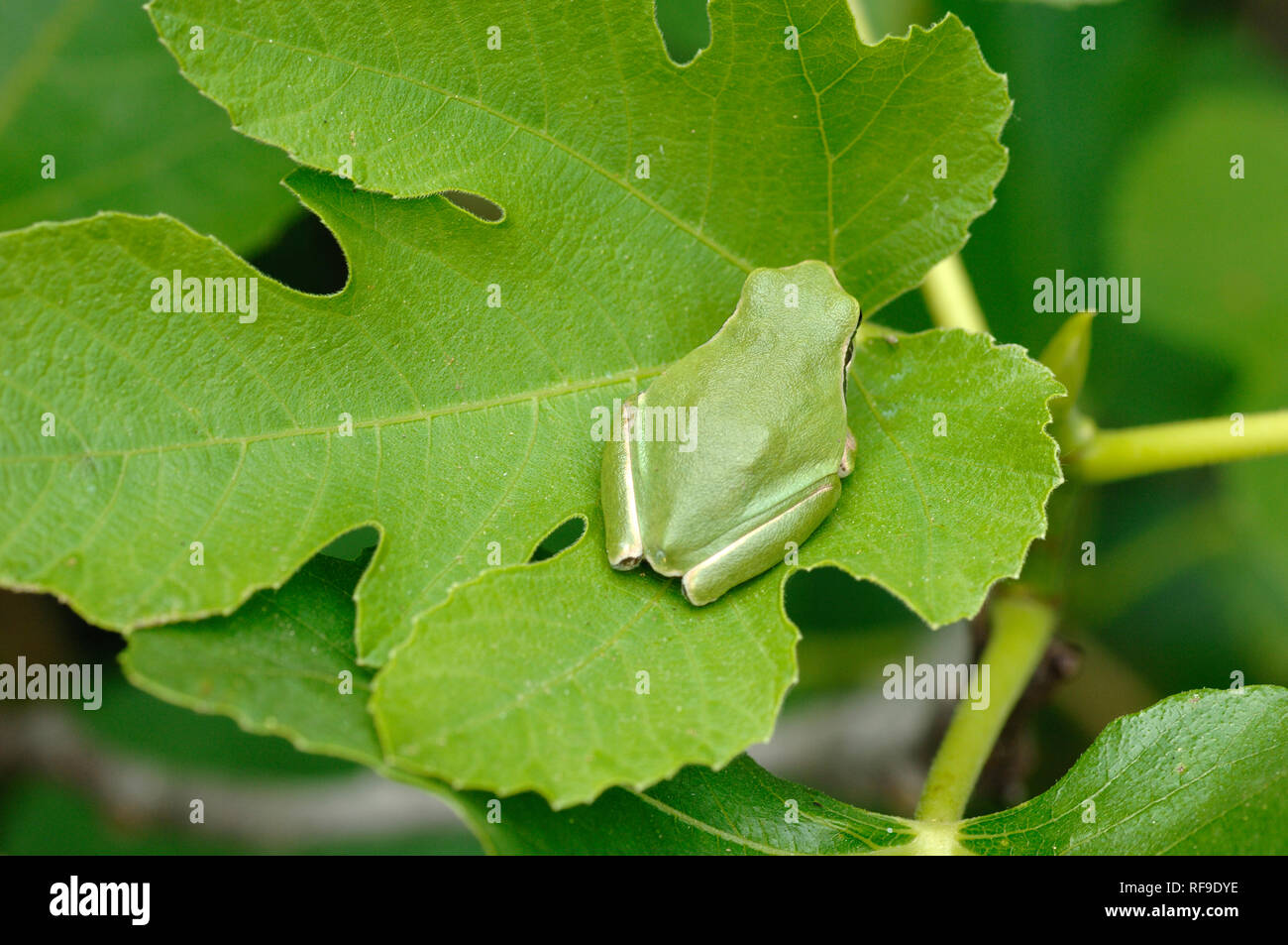 Raganella, Hyla arborea, precedentemente noto come Rana arborea, mimetizzata su colorato simile a foglia verde in Camargue Zone Umide Provence Francia Foto Stock