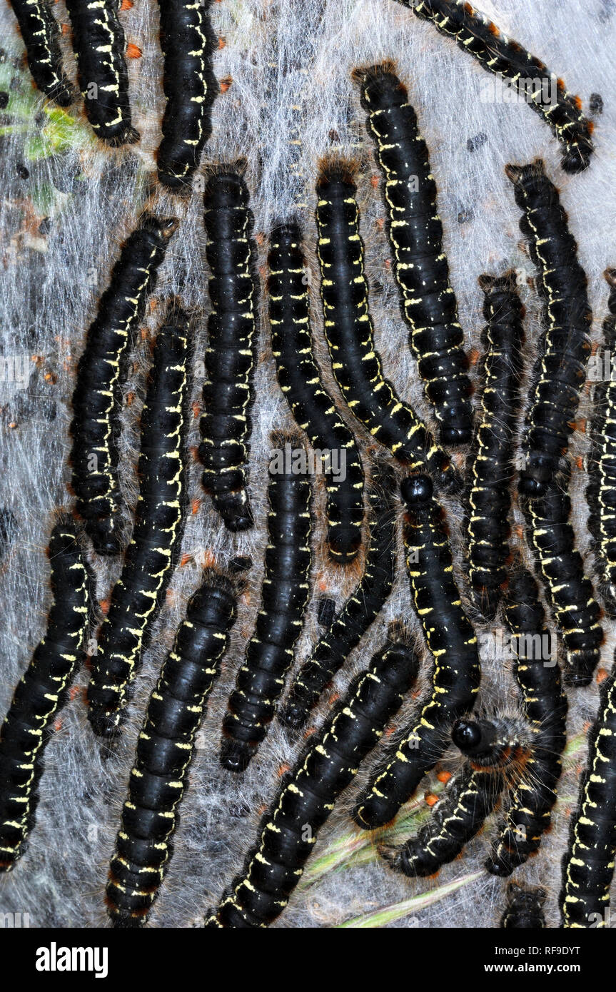 Gruppo o cluster di Pine Processionary bruchi del Pine Processionary Moth, Thaumetopoea pityocampa Foto Stock