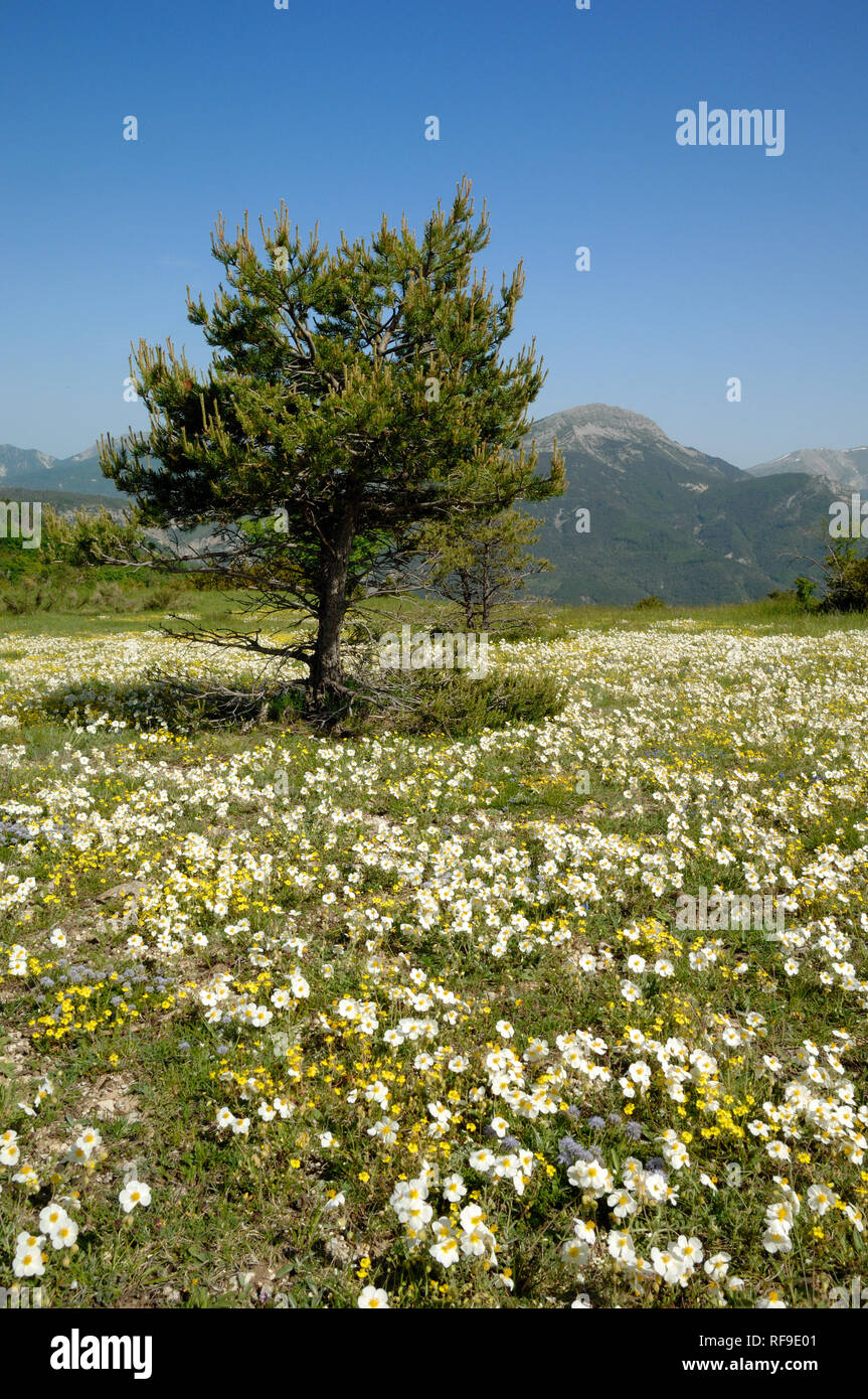 Fiore selvatico prato o prato primavera, inclusi White Rock-rose, Helianthemum apenninum, Courchons nel Verdon Parco Regionale Provence Francia Foto Stock