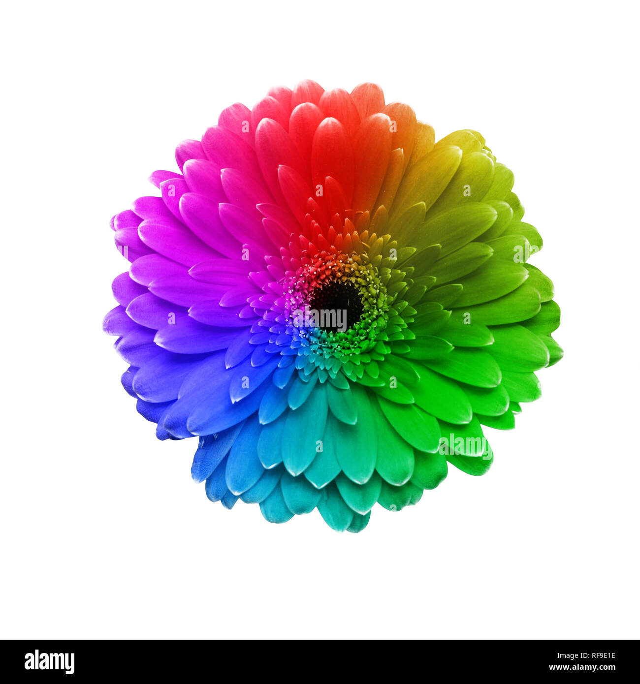 Gerbera fiore in diversi colori, isolato su bianco Foto Stock