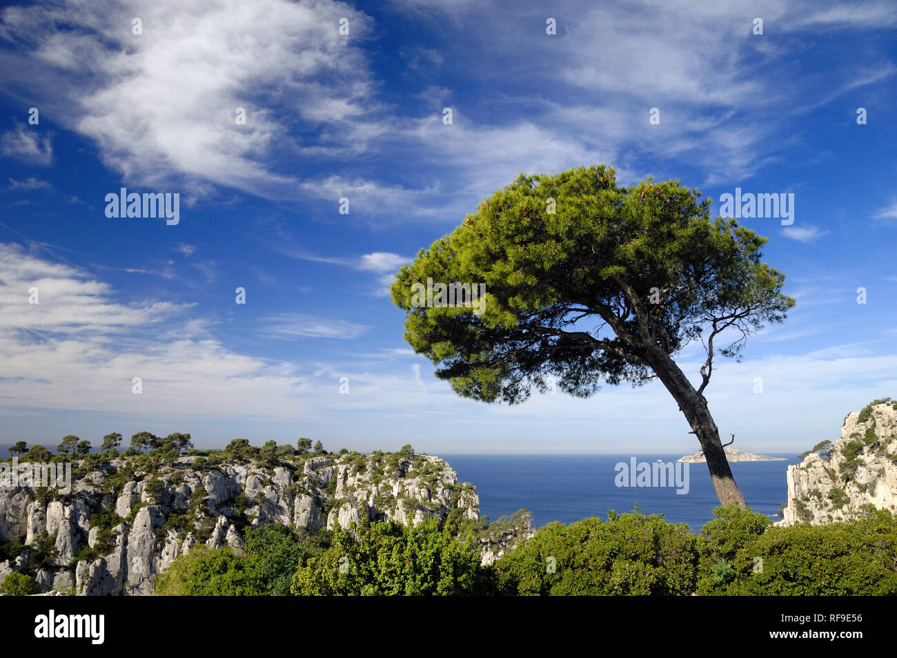 Wind-Deformed Cembro o ombrello Pino, Pinus pinea, sopra la Calanque d'En Vau & Costa Mediterranea, Calanques National Park, Provenza Francia Foto Stock