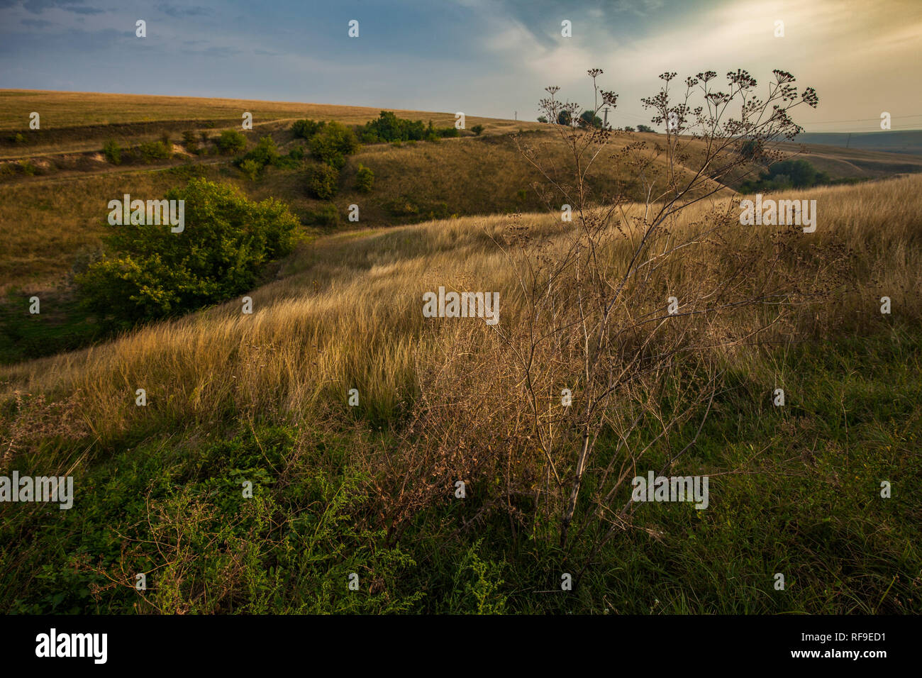 Paesaggio rurale. Cielo blu su campo di erba durante il periodo estivo Foto Stock