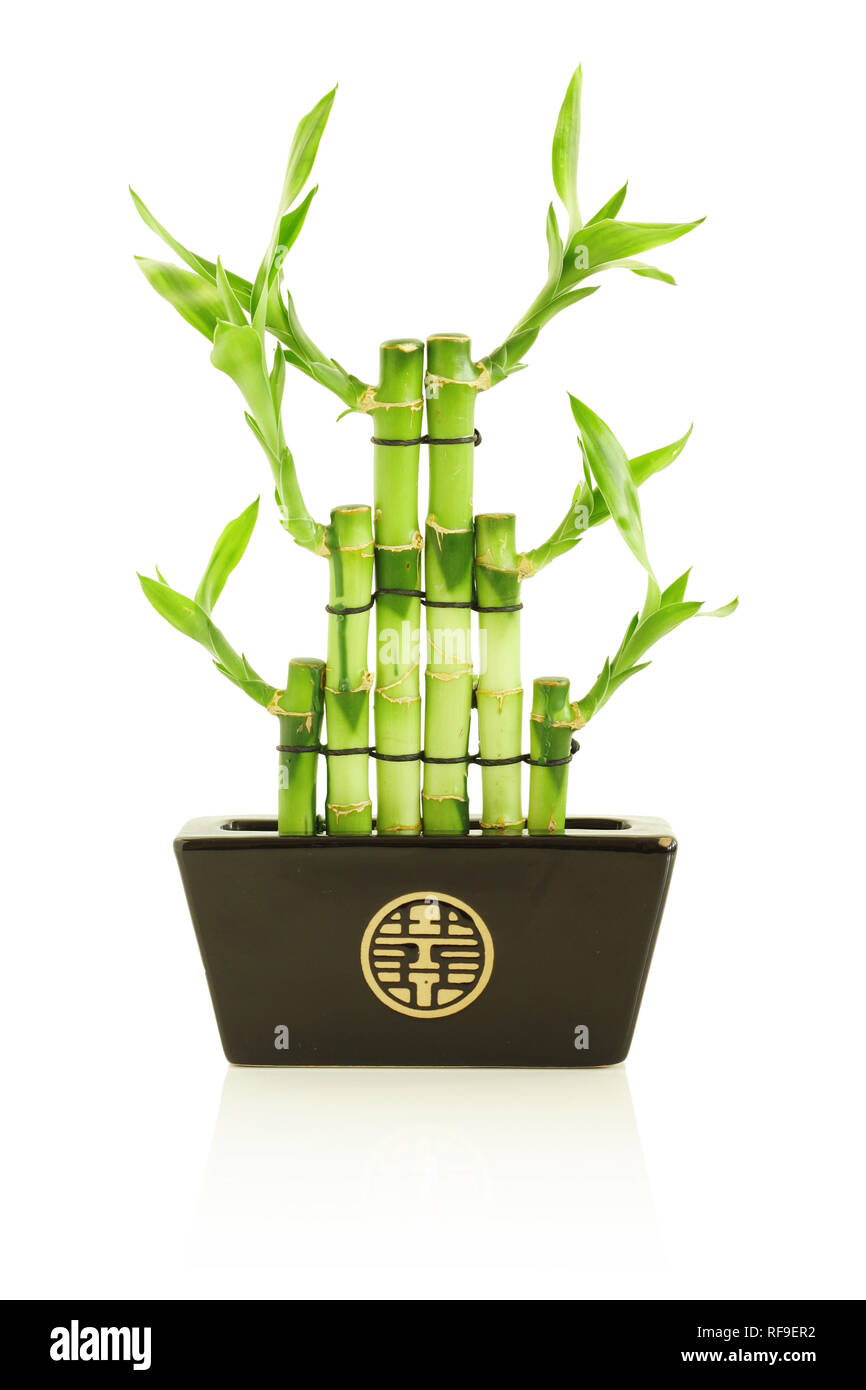 Lucky bamboo in pentola, isolato su bianco Foto Stock