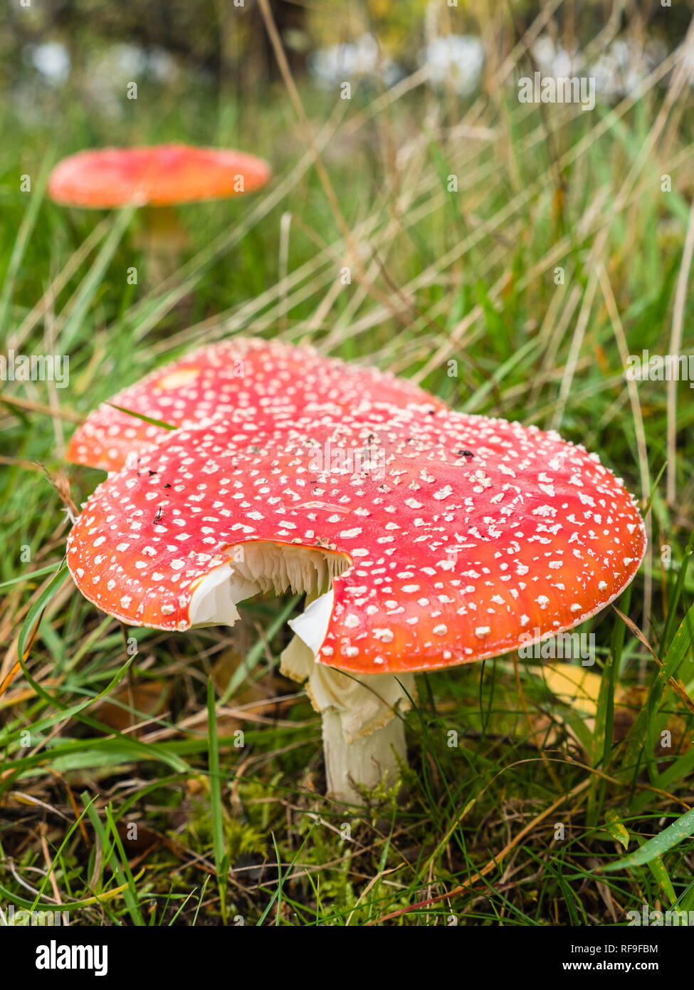 Avvistato fly agaric a forma di fungo presente sul suolo della foresta Foto Stock