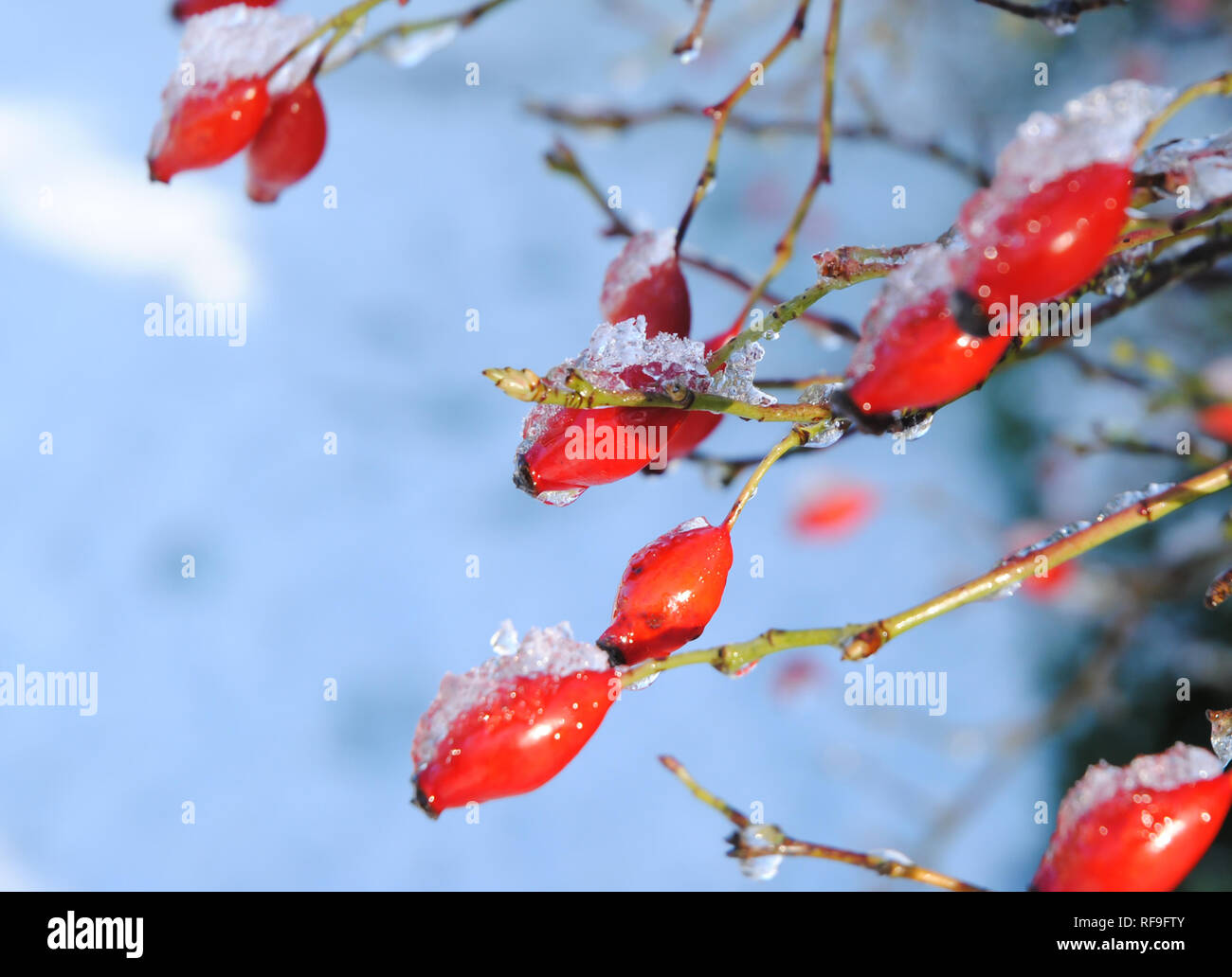 Un primo piano di rosa canina (frutta) di un cane rosa (Rosa canina) la boccola con la neve sul loro contro uno sfondo di un nitido inverno puro cielo blu in un giardino del Regno Unito Foto Stock